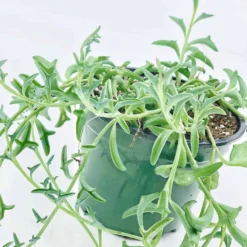 String Of Dolphins! Curio X Peregrinus / Dolphin Necklace, Flying Dolphins / Dolphin Plant / Senecio Hippogriff / String Of Dolphins Plant