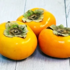 Bare Root FUYU PERSIMMON - 2 Feet Tall Or More! -