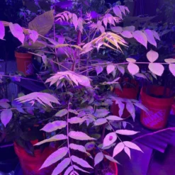 Black Walnut Tree Seedling XL 11 Black Walnut Tree Seedling XL -The Thrive Leaf Sales il fullxfull.3201199642 kaj7