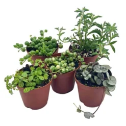 The Thrive Leaf Sales 31 Succulent Strings Set, Variegated String Of Pearls, Turtles, Hearts, And Needles, Premium Collection, In 2 Inch Pots, Plant Gift