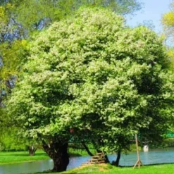 Black Cherry Tree Seedlings To Plant