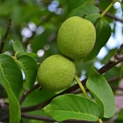 Black Walnut Tree Seedlings To Plant