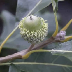 Bur Oak Tree Seedlings To Plant
