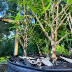 The Thrive Leaf Sales -The Thrive Leaf Sales kimmei0