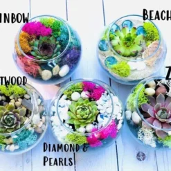 Mini Succulent Terrarium Kit -The Thrive Leaf Sales labeled mini terrariums cropped
