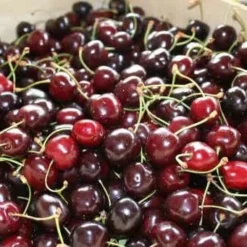 Black Tartarian Cherry Tree Seedling