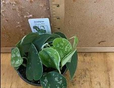 Scindapsus Silver Ann