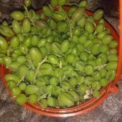 String Of Watermelons