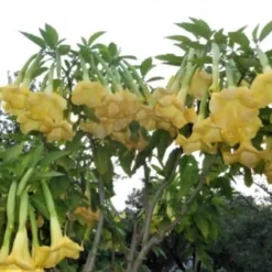 Brugmansia Yellow Angel Trumpet Ships Free