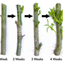 The Thrive Leaf Sales -The Thrive Leaf Sales willows Rooting 1 3