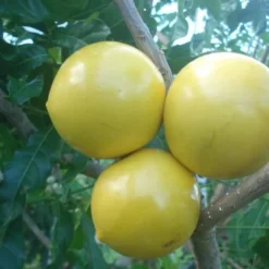 Abiu Pouteria Caimito Vú Sữa Hoàng Kim Tree (Copy)