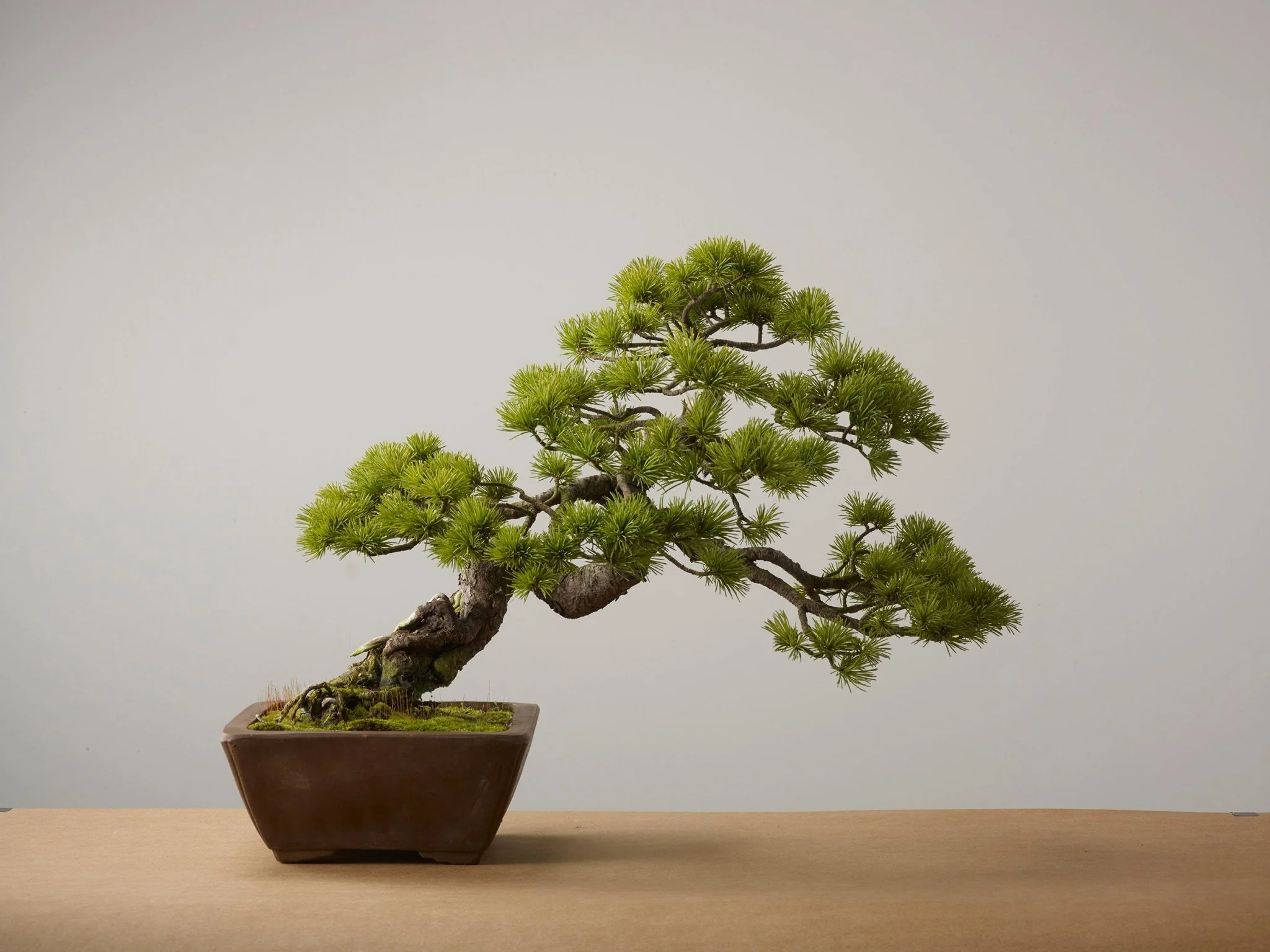 The Thrive Leaf Sales -The Thrive Leaf Sales bonsai